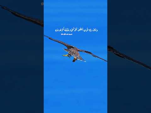 صقر الشاهين يتدرب على الصيد