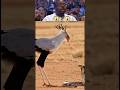 Secretary Bird vs. Venomous Snake! 🐍🦅!#SecretaryBird #Wildlife #Nature #SnakeHunter #BirdsOfPrey