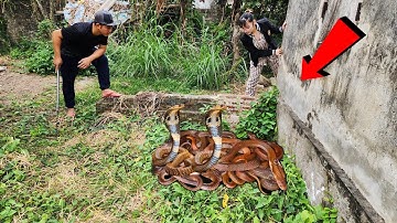 Cuộc Gọi Khẩn Cấp Của Cô Gái Trẻ Nhìn Thấy Rắn Hổ Mang Khi Đang Lấy Rơm