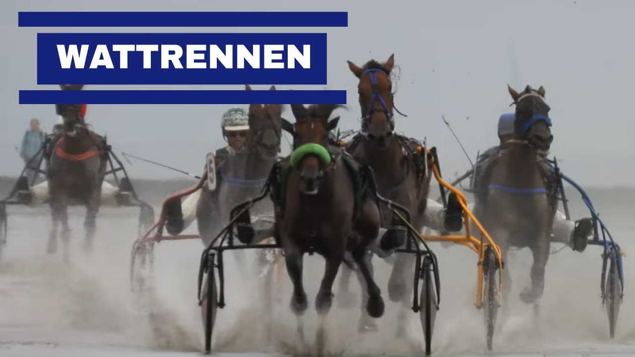 Duhner Wattrennen 2022 - Pferderennen mit Pferdekutsche in Cuxhaven auf dem Meeresboden mit Jan Cux