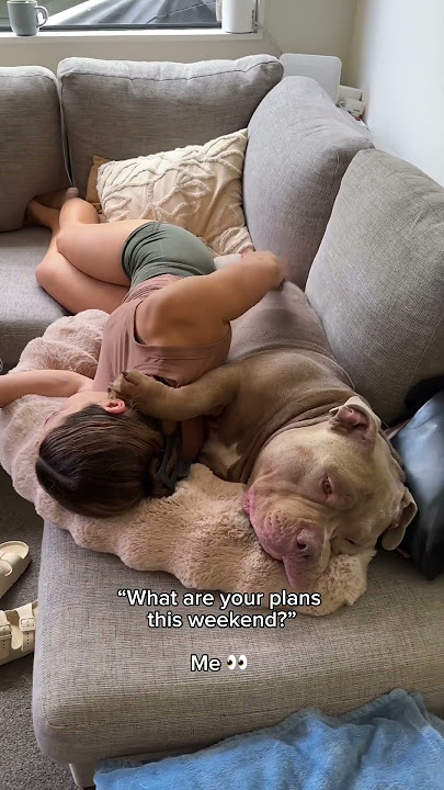 Sorry I can’t make it, I’m busy 👀 #dog #dogs #puppy #americanbully #newzealand #cuddles #puppylove