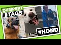 Who Let The Dogs Out?! #HOND | Dumpert Tags