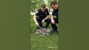 Rescue Cat from Python Attack  Scary Moment