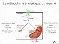 Métabolisme énergétique