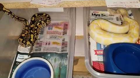 Ball Python New additions for 2017! @ Queen City Constrictors