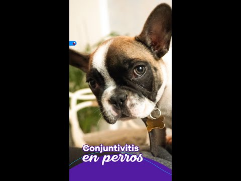 Video: Conjuntivitis y tus mascotas