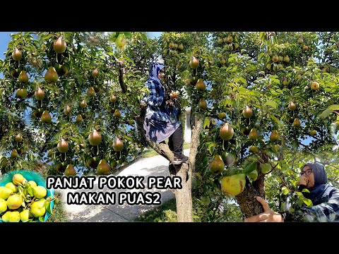 Petik Buah Pear Besar Panjat Pokok Belakang Rumah Adik Ipar | Makan Puas2 Atas Pokok