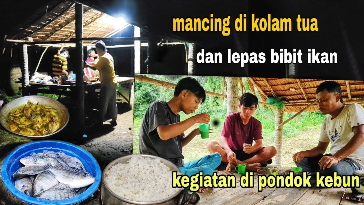 KEGIATAN DI SEKITAR PONDOK KEBUN SAMPAI MALAM, MANCING DAN LEPAS BIBIT IKAN