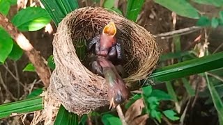 Food stuck in the neck of a baby bird struggling | 4 days