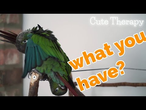 parrots...now-with-commentary!---bored-birds-looking-for-excitement