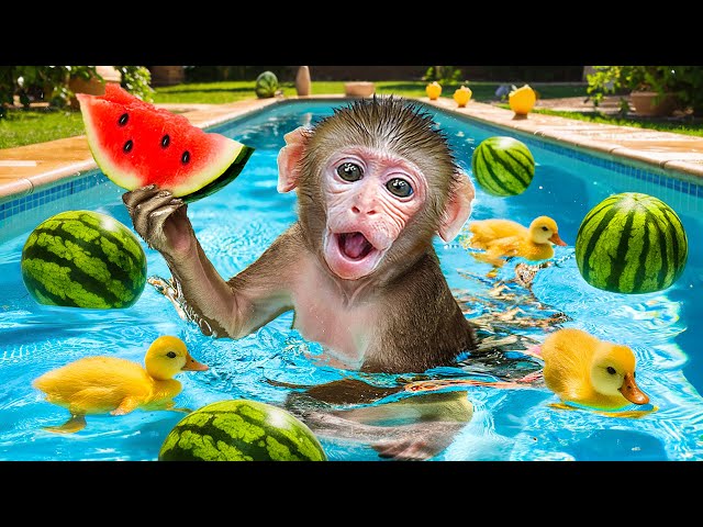 KiKi Monkey eats Coolest Watermelon and goes swimming at summer pool | KUDO ANIMAL KIKI class=