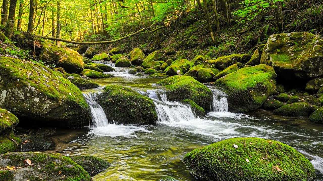Relaxing Forest Stream & Birds Singing 🌿 Nature Sounds ASMR for Sleep & Relaxation