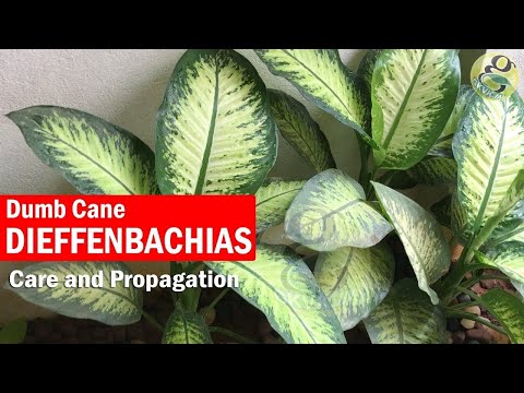 Dieffenbachia Plant Care And Propagation - Dumb Cane Plant | Dieffenbachia Cuttings / Stub Cuttings