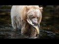 Spirit Bears Great Bear Rainforest Canada