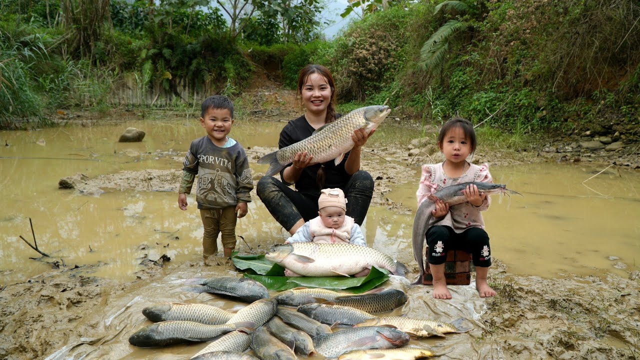 How to harvest giant fish and take them to the market to sell - cooking ...