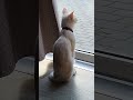 Cute and lovely cat waiting for her meow mama