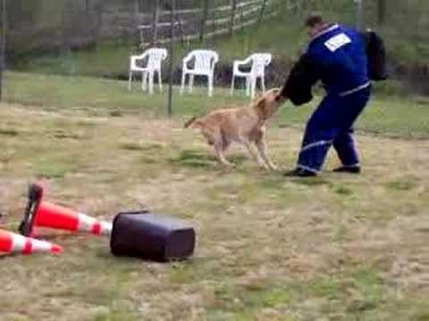 is labrador retriever a good guard dog