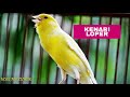 Suara Burung Kenari Loper Super Gacor Mp3 - Mp4 Download