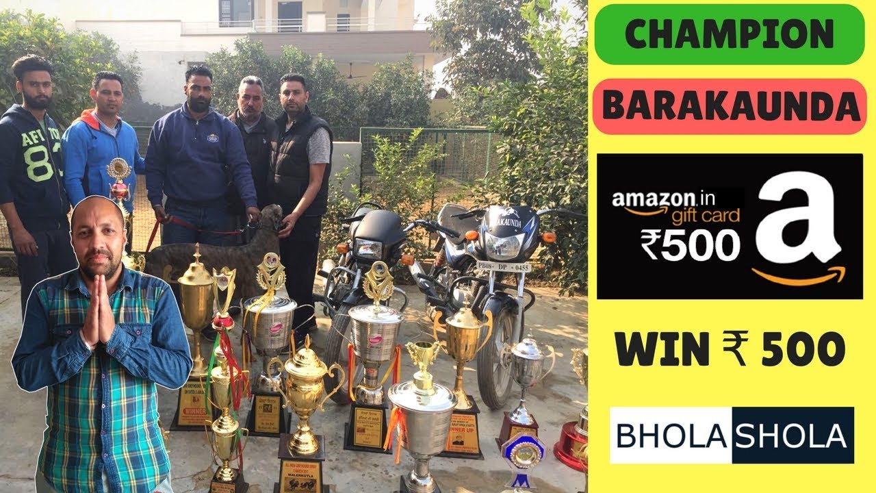 puppy paradise Barakaunda greyhound champion - Bhola Shola