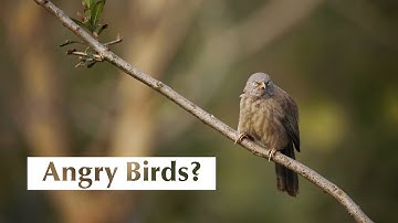 The Jungle Babblers: Jungle