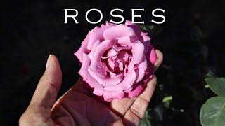 Rose Garden Tour 2023 | Saving My Grandmother's Rose Garden | Zone 10b California | Work in Progress by Free Range Diva 238 views 5 months ago 16 minutes