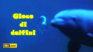 * Gioco di delfini * screenshot 4