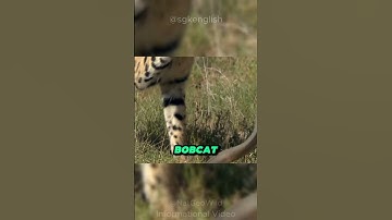 Bobcat vs Rattlesnake: Who Wins This Epic Fight? #Shorts| SGK English