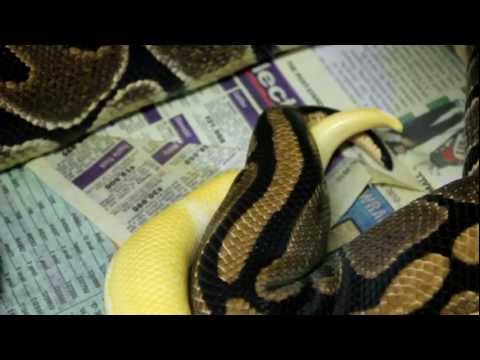 Ball Python Breeding Vlog 11-6-12