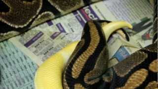 Celebrity Ball Python Breeding Vlog 11-6-12 Profile