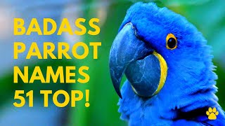 Badass Parrot Names 51 TOP & CUTE & UNIQUE Ideas | Names