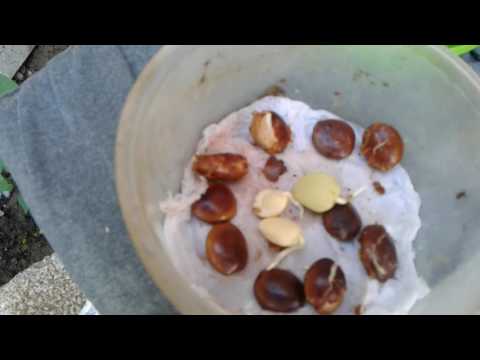 Germinação sementes de tamarindo