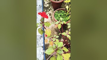 Munnar dairies🥰 #shorts #shortsfeed #plants #kerala #munnar #nature #terracegarden #flowers