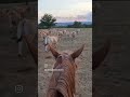 #balade #horse #auvergne #vache #nuit #gardiennedelaterre