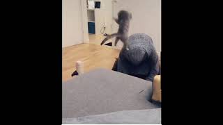 Crazy cat jumping on the worshiping woman by TV 2 관리자 342 views 3 years ago 58 seconds