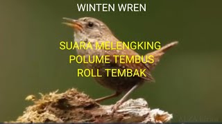 WINTER WREN, SUARA MELENGKING  POLUME TEMBUS ROLL TEMBAK