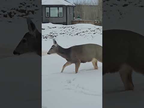 cat watching deer eating