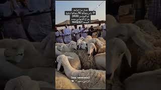 17 ضان وعيالها 14 تم البيع من 3400 حراج الشهابي بجده