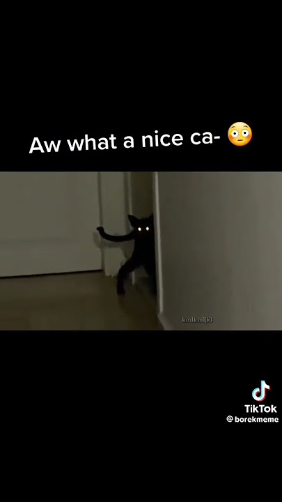 aw what a nice ca-#cat  #nicecats #scary #skinwalker