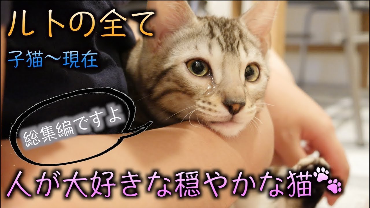この動画を見ればルトの全部がわかります Youtube この動画を見ればルトの全部がわかります Youtube