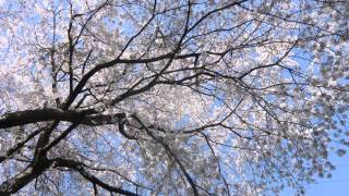 桜00