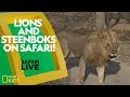 African Wildlife Behavior and Characteristics