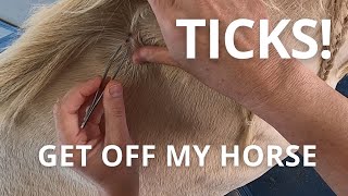 Holy TICKS! Tick removal. Best way to remove ticks from horse and where they like to hide.