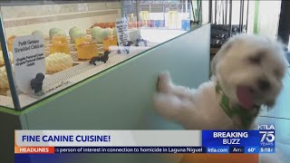 Feel like pampering your pup? San Francisco’s Dogue restaurant offers canines a complete foodie expe