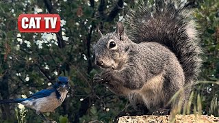 CAT TV For Cats To Watch | Lively Squirrel and Bird Compilation | Dog TV 😼 🐶