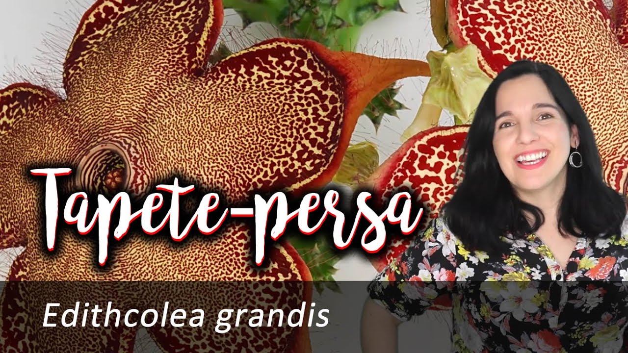 Tapete Persa - Edithcolea grandis