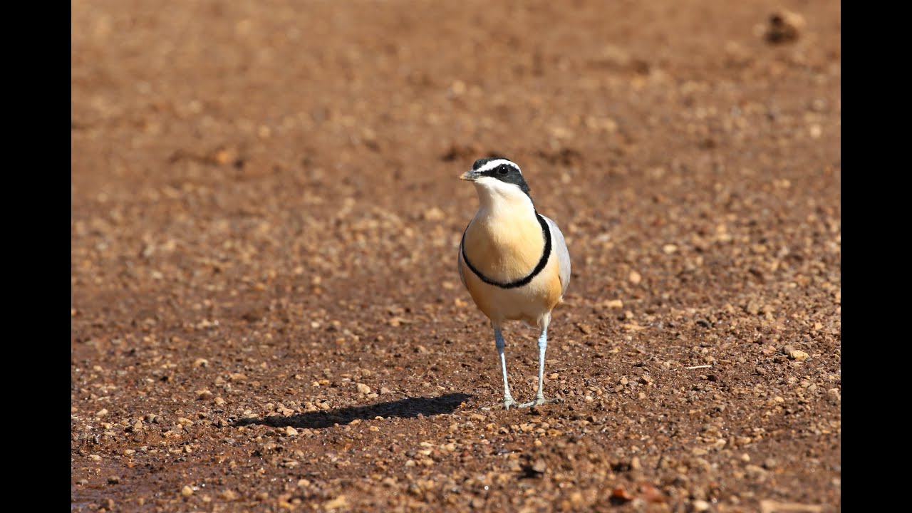 Birding Senegal. Campement de Wassadou on the Gambia River.