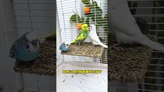"OMG My Parrot Said WHAT?!😱😂""YouWon't Believe This Cute Parrot's Reaction!🐦💛""My Parrot's Funn