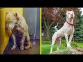 Dogs Before & After Their Adoption That Will Melt Your Heart