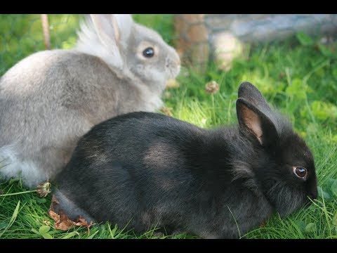 Vidéo: Cages à lapins à faire soi-même : dessins, schémas