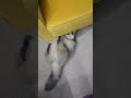 Guliguli Cat Cuteanimal Funn6 Guliguli Cat Cuteanimal Funn6